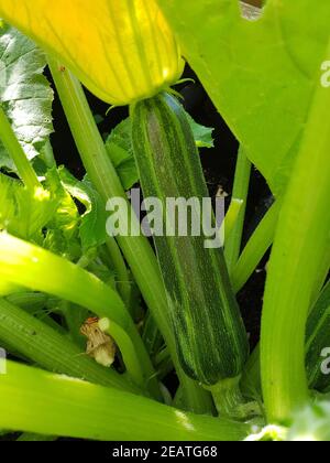 Zucchini, Curcurbita pepo,, Kuerbis, Zucchetti Stockfoto