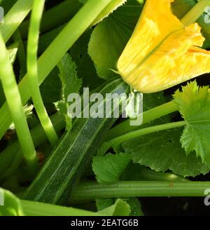 Zucchini, Curcurbita pepo,, Kuerbis, Zucchetti Stockfoto