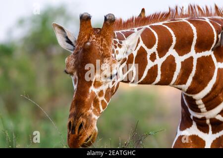 Leiter der netzgiraffen. Samburu, Kenia Stockfoto