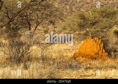 Große termitary in der Savanne. Samburu National Park, Kenia Stockfoto