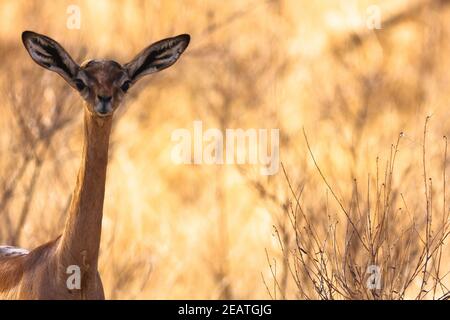 Gazelle Kopf. Gerenuk in der Nähe von einem Baum. Samburu, Kenia. Stockfoto