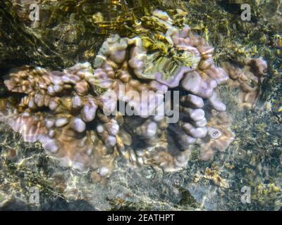 Meereskorallen in der Nähe von Ufer in seichtem Wasser. Osterinsel. Stockfoto
