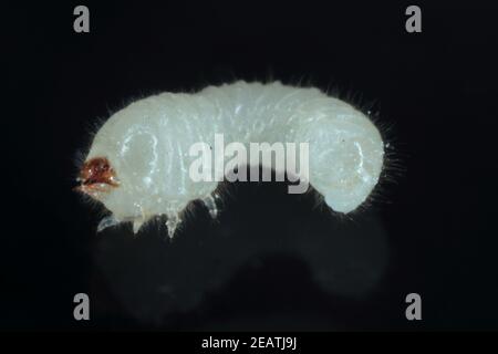 Larve von Rhyzopertha dominica gemeinhin als der kleinere Korn Borer, amerikanischen Weizenweevil, australischen Weizenweevil, und gespeichert Korn Borer auf schwarzem Rücken Stockfoto