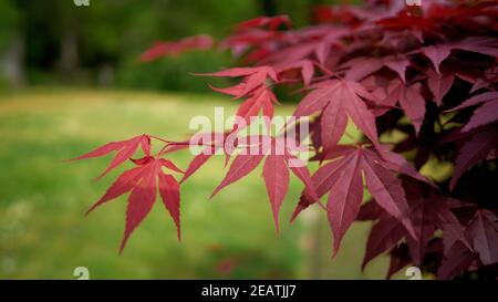 Blätter eines japanischen Ahorns (Acer palmatum 'Corallinum') Mit roter Herbstfärbung in einem Park Stockfoto