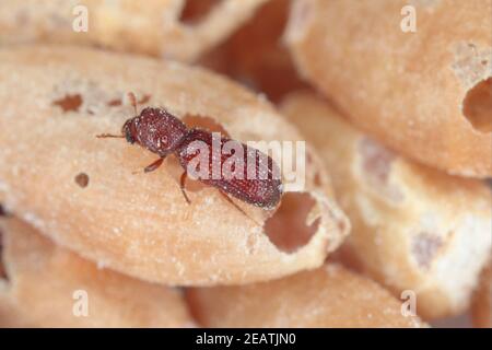 Rhyzopertha dominica häufig als der kleinere Korn Borer, amerikanischen Weizenweevil, australischen Weizenweevil, und gespeichert Korn Borer auf geschädigtem Getreide. IT i Stockfoto