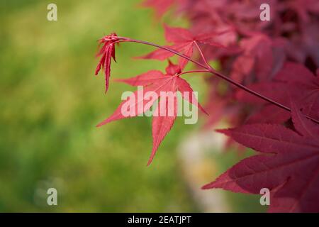 Blätter eines japanischen Ahorns (Acer palmatum 'Corallinum') Mit roter Herbstfärbung in einem Park Stockfoto