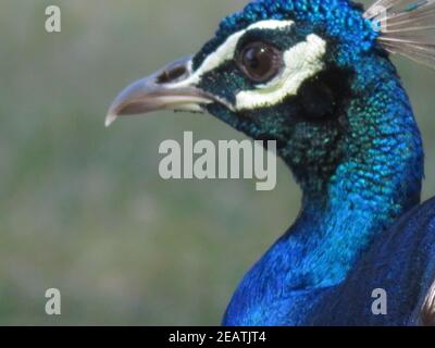 Schöner Pfau von fantastisch hellen Farben von langen Federn Stockfoto