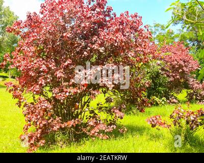 Blumen auf der Osterinsel. Wunderschöne Blumen auf der Insel. Stockfoto