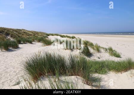 Weißer Sandstrand mit hohen Gräsern an der Küste von Nordseeinsel Langeoog in Deutschland