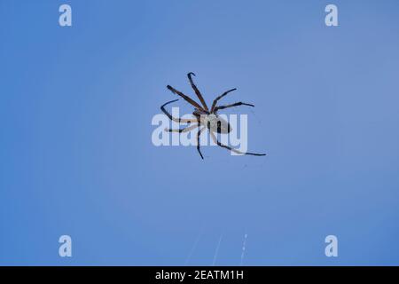 Neoscona oaxacensis, bekannt als Westfleckiger Orbweaver und Zick-Zack-Spinne auf den Galapagos-Inseln, die in ihrem Spinnennetz hängen Stockfoto