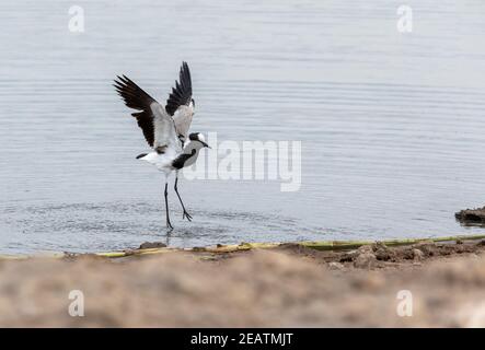 Schmied Kiebitz Vogel, Etosha Namibia Afrika Stockfoto