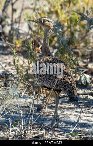 Nicht fliegender Vogel Red Crested Bustard Namibia Afrika Tierwelt Stockfoto