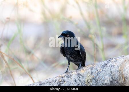 Vogel-Gabelschwanz-Drongo Afrika Namibia Safari Tierwelt Stockfoto