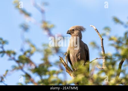 Grau Go-Away-Vogel Namibia Afrika Tierwelt Stockfoto