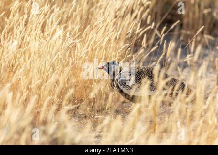 Northern Black Korhaan Namibia, Afrika Safari Wildlife Stockfoto