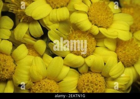 Nahaufnahme und Makroaufnahme mit selektivem Fokus auf Ringelblume (Calendula) Blumen Stockfoto