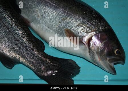 Fische Nahaufnahme mit einem grau oder grau und silber glänzend Hautschuppen Stockfoto