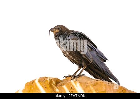 Black Crow steht in Rock isoliert Stockfoto