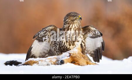 Gemeiner Bussard, der im Winter eine Beute auf schneebedecktem Feld bewacht Stockfoto