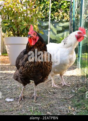 Legehennen, in einem Hühnerstall oder Hühnerstall Stockfoto