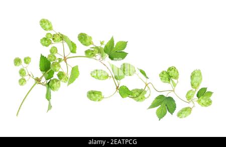 Isolierter Zweig mit reifem Hopfen Stockfoto