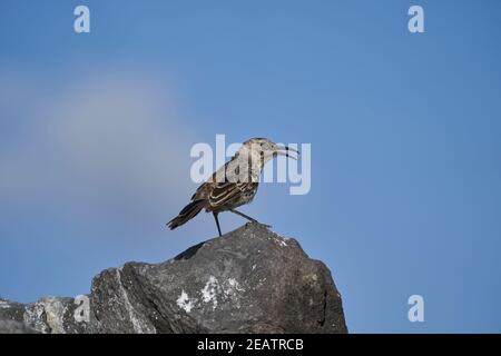 Galápagos Mockingbird, Mimus parvulus, eine von vier Mockingbird-Arten, die auf den Galápagos-Inseln heimisch sind und auf den Lavagesteinen der Inseln sitzen Stockfoto