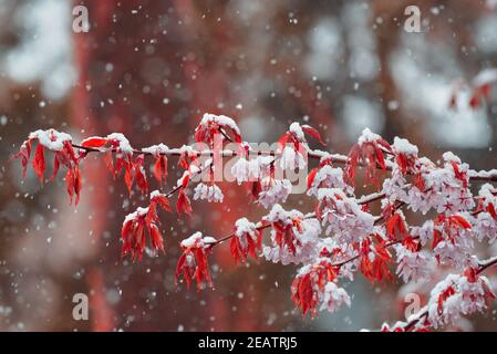 Kirschbaumblüten und Äste bedeckt mit schmelzendem nassem Schnee während eines plötzlichen und unerwarteten Schneesturms im Mai in Helsinki, Finnland. Stockfoto