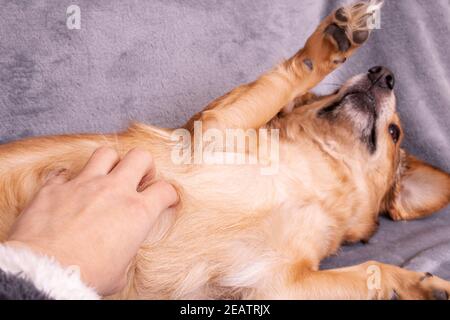 Hand kratzt den Bauch eines Hundes aus nächster Nähe Stockfoto