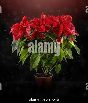 Red Christmas poinsettia Blume Stockfoto
