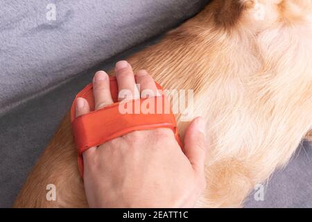 Hand kratzt den Bauch eines Hundes aus nächster Nähe Stockfoto