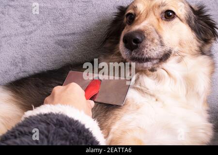 Hand kratzt den Bauch eines Hundes aus nächster Nähe Stockfoto