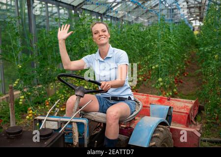 Gemüse in einem Gewächshaus mit einem kleinen Traktor pflegen Stockfoto