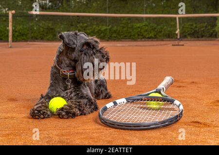Hund auf einem Tennisplatz mit Bällen und Schläger Stockfoto