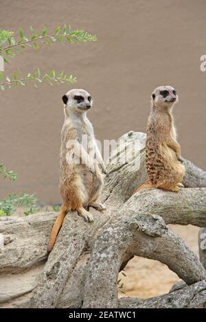 Erdmännchen stehen. Scheue Nagetiere, die auf Hinterbeinen stehen Stockfoto