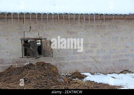 Kuh, die aus dem Fenster des Schuppen auf der Ziegelmauer schaut Stockfoto