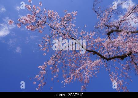 Koishikawa Korakuen weinende Kirschbaum von Stockfoto