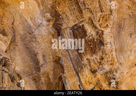 Versteinertes Holz in einer Nahaufnahme Stockfoto
