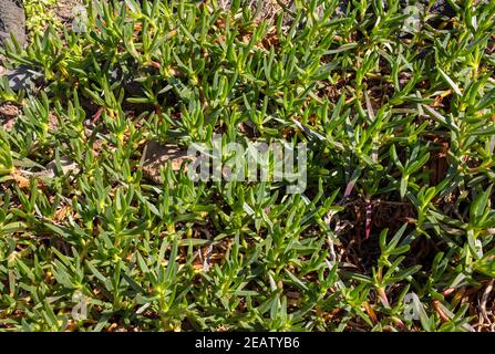 sedum Sukkulente Pflanze mit grünen, dicken und fleischigen Blättern im Garten Stockfoto