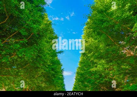 Ginkgo von Bäumen gesäumte Straßen von frischem Grün (Akishima) Stockfoto