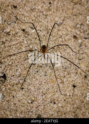 High-Angle vertikale Aufnahme einer gruseligen langbeinigen Spinne auf Eine sandige Oberfläche Stockfoto