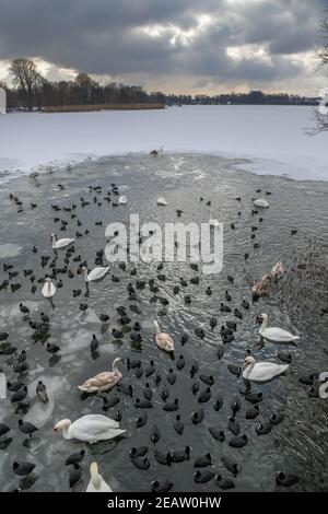 Winter, Waschervögel an einem Wasserloch im Eis auf der Havel, Insel Eiswerder, Haselhorst, Spandau, Berlin, Deutschland Stockfoto