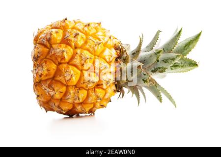 Reife Baby Ananas. Mini Ananas isoliert auf weißem Hintergrund. Stockfoto