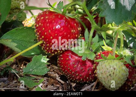 Grüne bis überreife Erdbeeren wachsen im Garten Stockfoto