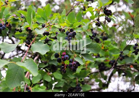 Eine weite Ansicht von reifen lila saskatoon Beeren in einem Baum Stockfoto