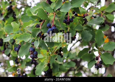 Eine weite Ansicht von reifen lila saskatoon Beeren in einem Baum Stockfoto