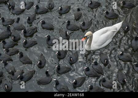 Winter, Waschervögel an einem Wasserloch im Eis auf der Havel, Insel Eiswerder, Haselhorst, Spandau, Berlin, Deutschland Stockfoto