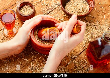 Eleutherococcus in der Kräutermedizin Stockfoto