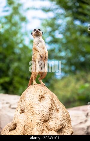 Erdmännchen Überwachung und Wachsamkeit. Kontrolle des Territoriums, Alarm und Schutz der Gruppe. Stockfoto