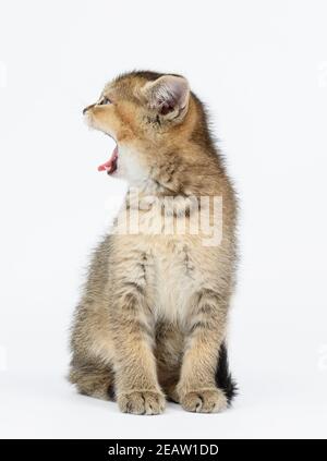 Kätzchen golden getickt britische Chinchilla gerade sitzt vorne auf Ein weißer Hintergrund Stockfoto