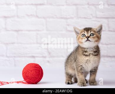 Cute Kätzchen Scottish goldene Chinchilla gerade Rasse Stockfoto